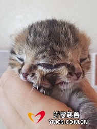 南非现三眼两面猫